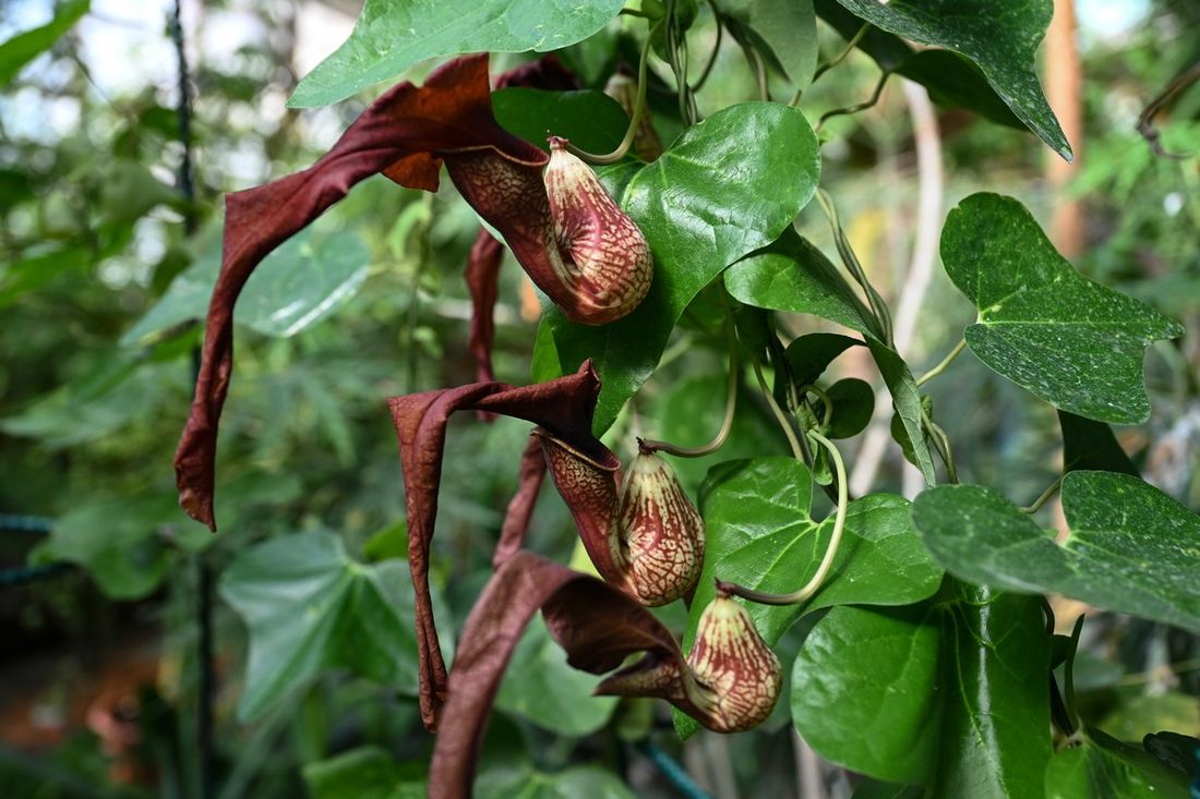 Город, Зелень в городе, Томские новости, растения интересные новости оригинальные цветки что посмотреть ботсад В томском бостаду впервые зацвела привлекающий мух «дьявольский кувшин»