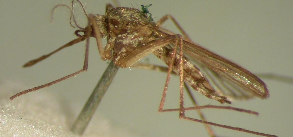 В мире животных, Город, Образование и наука, ТГУ, Томские новости, паразиты заражение интересные новости Томска томская наука томские ученые В Томске выпустили определитель комаров Сибири