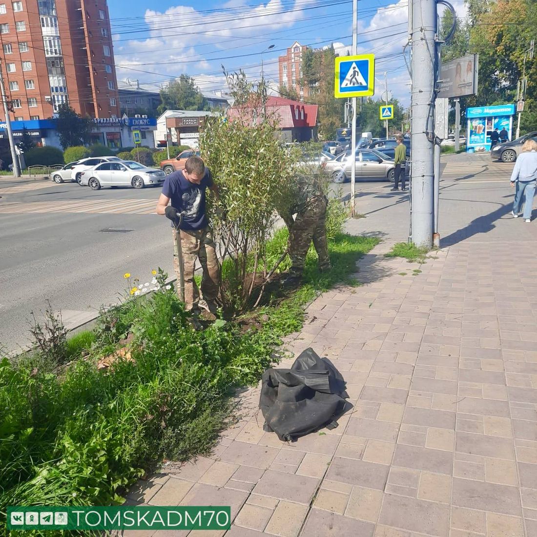 Город, Городское благоустройство, Зелень в городе, Томские новости, интересные новости Томска высадки посадки Красноармейска растения зелень изгородь В Томске заменяют растения на ул. Красноармейской