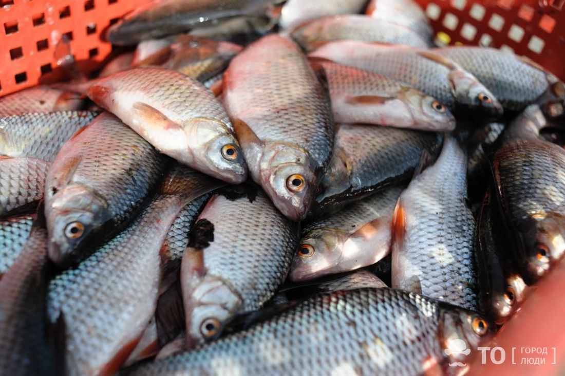 Город, Томские новости, рыба логистика интересные новости Томска предприятия томские производства промышленность Инвестор ввел I очередь рыбного логоцентра в Томске — власти