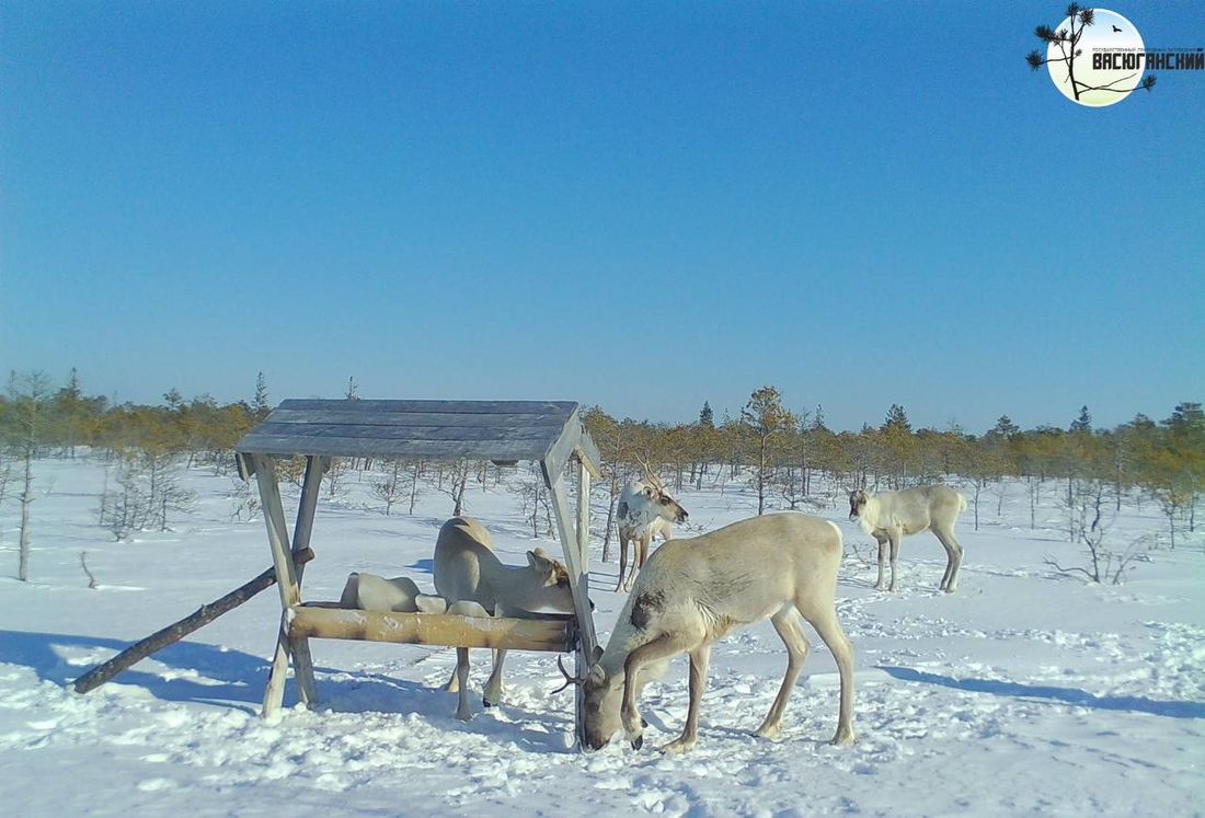 Город, Природа, Томские новости, олени фотоловушка интересные новости Томска животные природа заповедник Северные олени попали в фотоловушку на границе Томской и Новосибирской областей