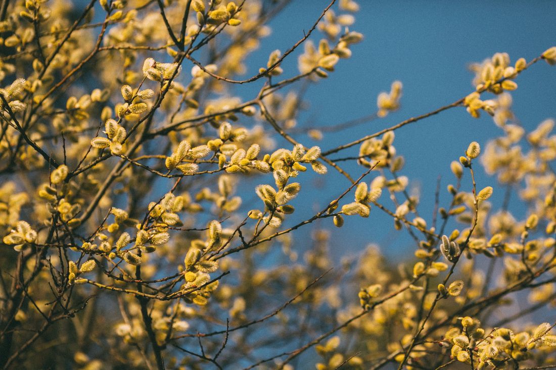 Город, Погода и природа, Стихия в Томске и области, Томские новости, интересные новости Томска погода прогноз весна в Томской области какой будет весна Весна в Томской области будет чуть теплее нормы