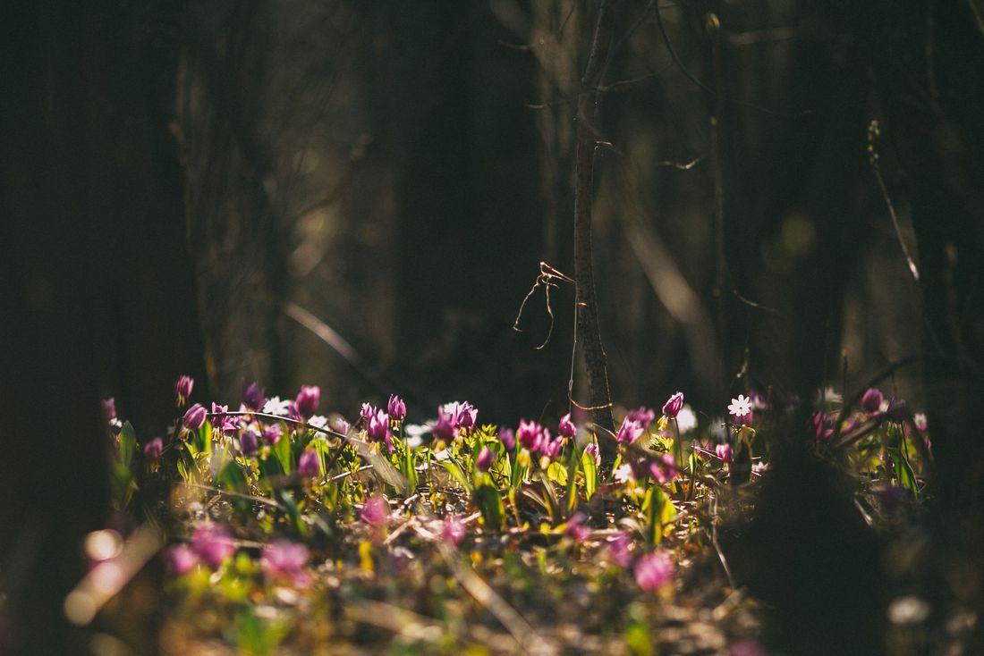 Город, Погода и природа, Стихия в Томске и области, Томские новости, интересные новости Томска погода прогноз март в Томске Март в Томской области будет на градус холоднее нормы — синоптики