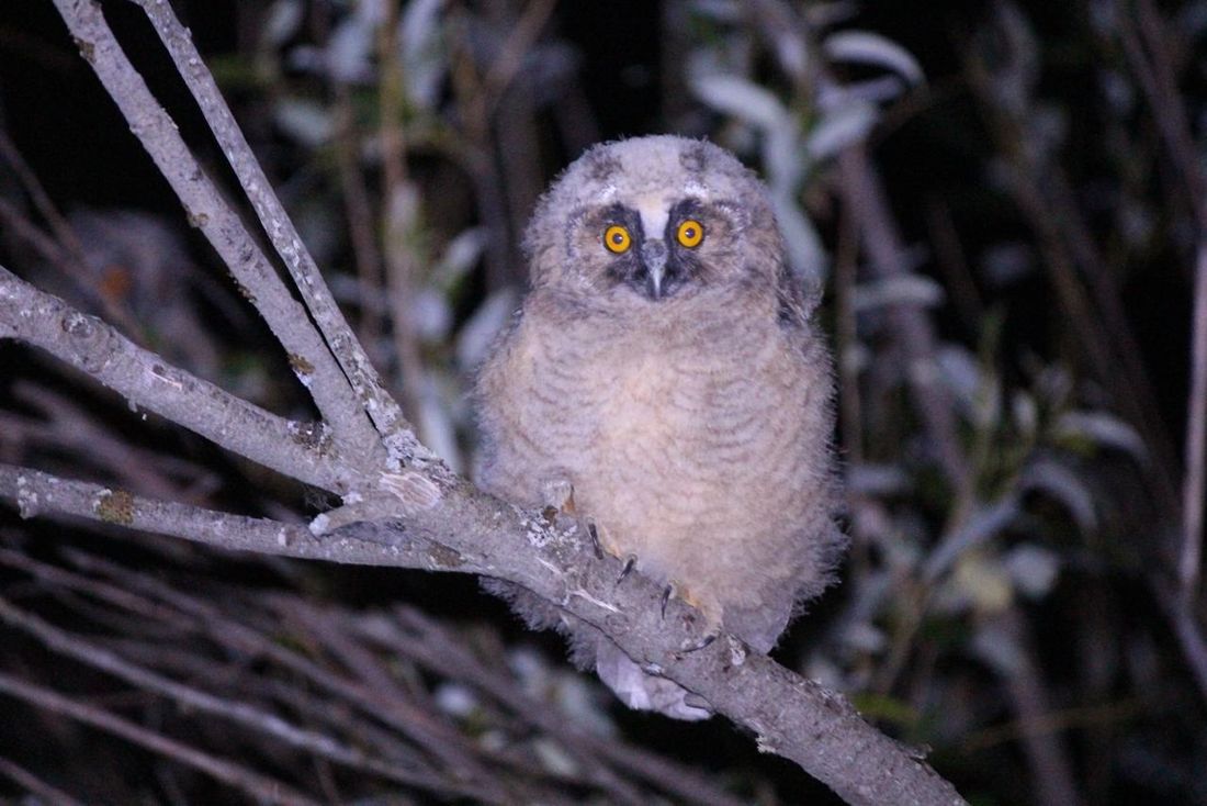 Город, Образование и наука, ТГУ, Томские новости, томские ученые интересные новости Томска орнитология изучение птиц хищные птицы Томской области Томские ученые борются с грызунами-вредителями с помощью сов