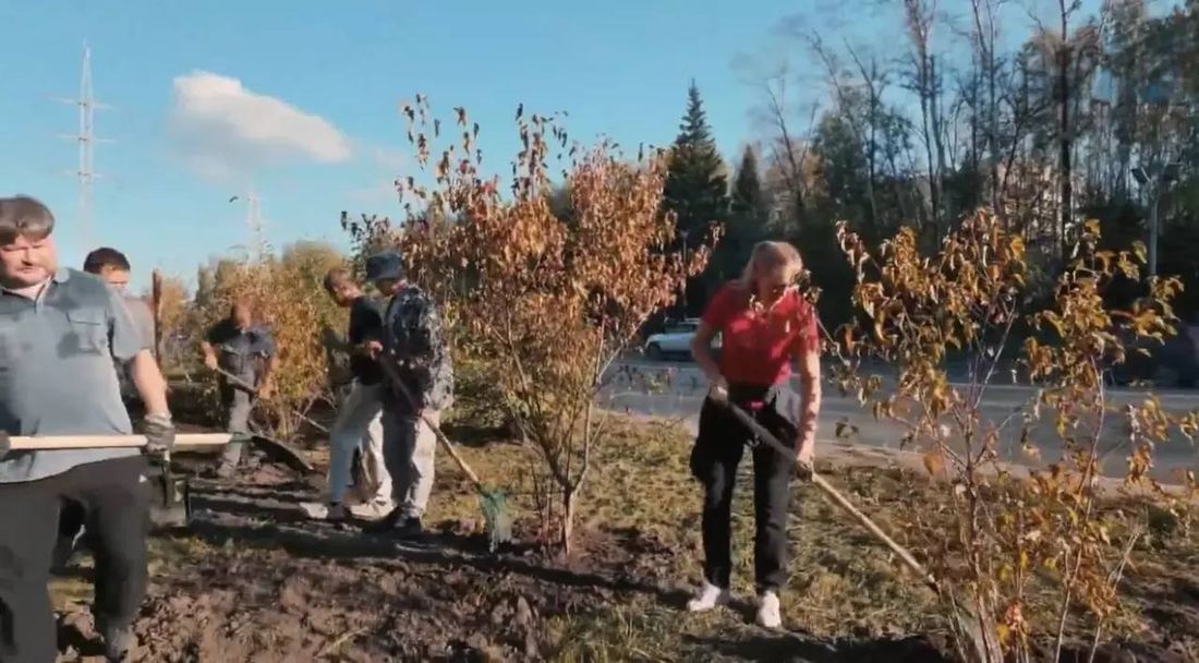 Город, Зелень в городе, Томские новости, интересные новости Томска высадки посадки зеленые насаждения кусты В Томске на Нахимова высадили более 100 клёнов