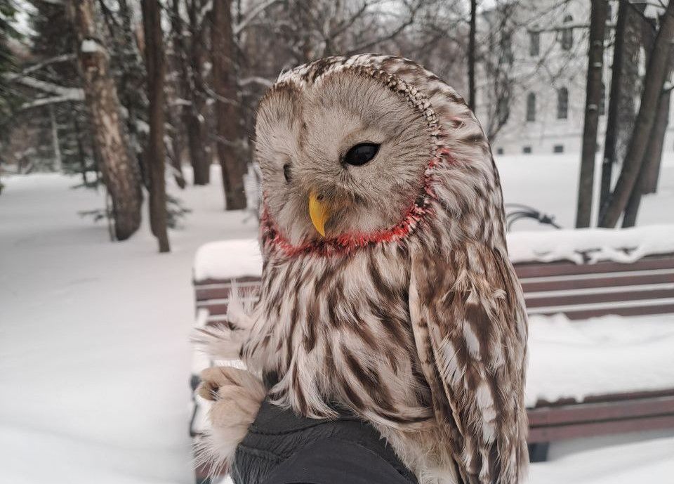 Город, Погода и природа, Томские новости, томск новости совы природа неясыть интересное что происходит птицы зимовка От Михайловской рощи до Лагерного сада: почему в Томске стало больше сов?