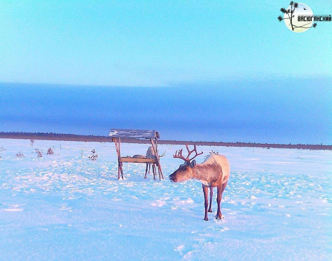 В мире животных, Город, Томские новости, интересные новости солонцы животные олени лоси дикая природа Группа оленей попалась в фотоловушку томского заповедника