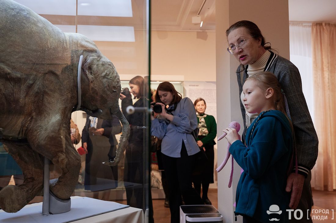 Город, Культура в Томске, События, Томские новости, афиша томск новости интересное куда сходить что посмотреть музеи томска выходные в томске Мамонтёнок Люба в Томске: фоторепортаж с открытия выставки в краеведческом музее