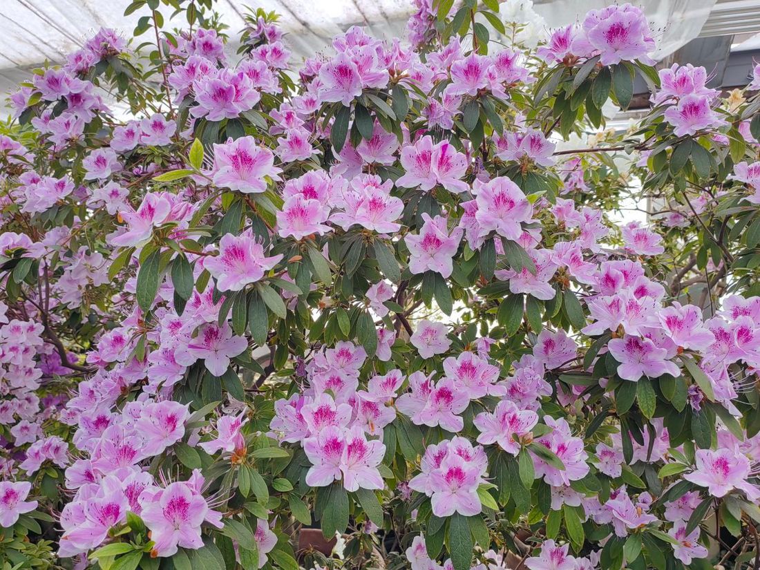 Город, Зелень в городе, Томские новости, цветы растения куда сходить что посмотреть в Томске В томском Ботсаду зацвели азалии