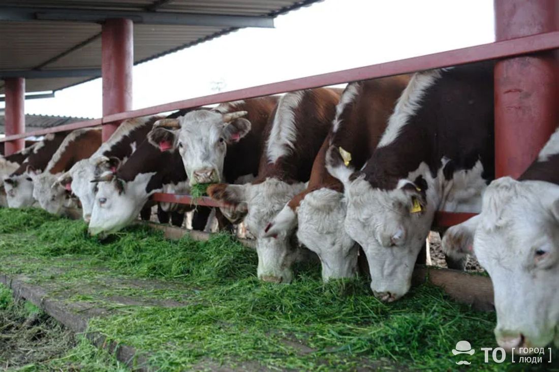 Город, Томские новости, интересные новости Томска животные наршуения производители говядина Единственный очаг пастереллеза в Томской области ликвидирован — власти