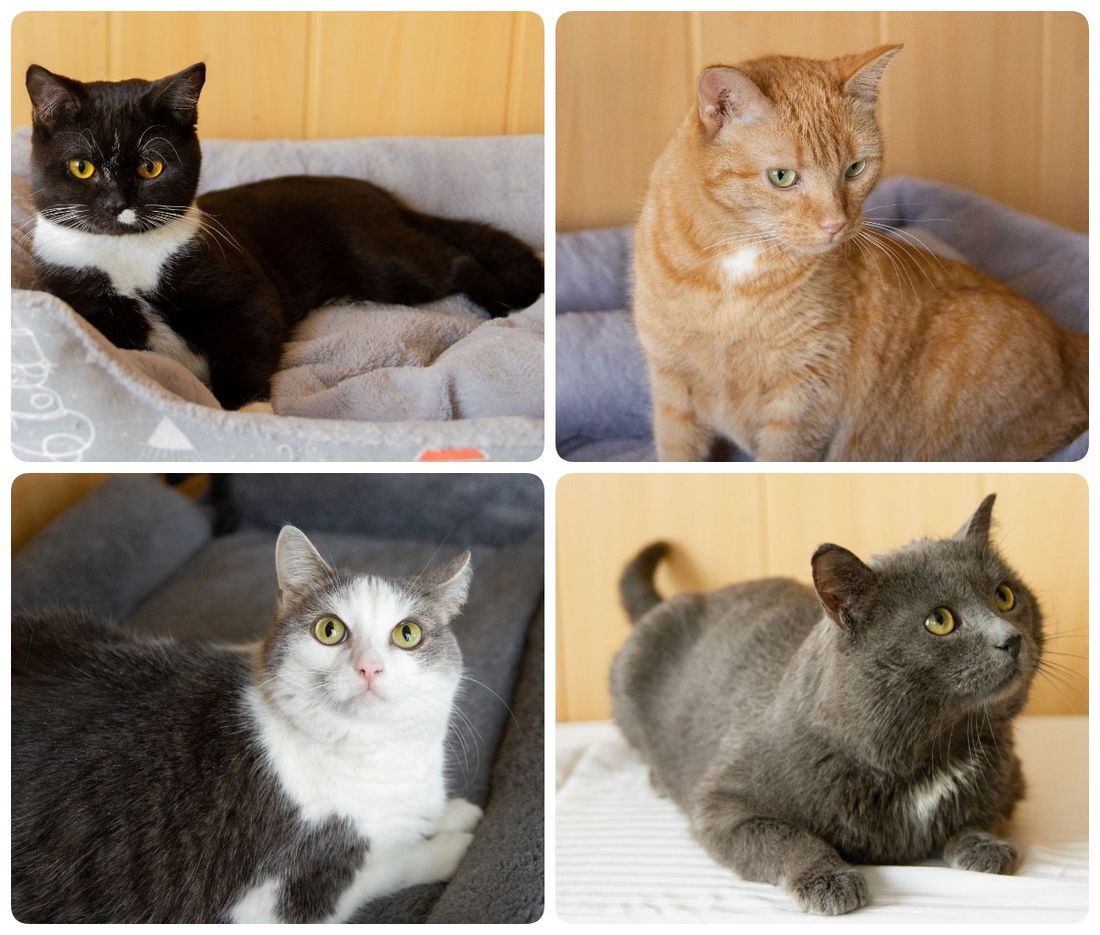 Благотворительность, Город, Котики, Томские новости, животные взять котенка в Томске интересные новости томские котики В Томске пройдет выставка-раздача котят с мастер-классами и гаражной распродажей