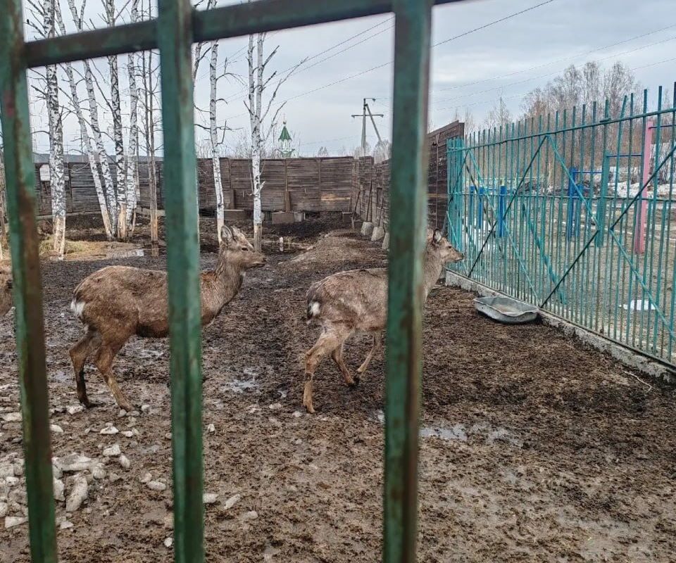 Город, Происшествия, Судебные дела, Томские новости, интересные новости Томска животные томский зоопарк жесть Томска Прокуратура добивается закрытия зоопарка у томского кафе «Гоар»