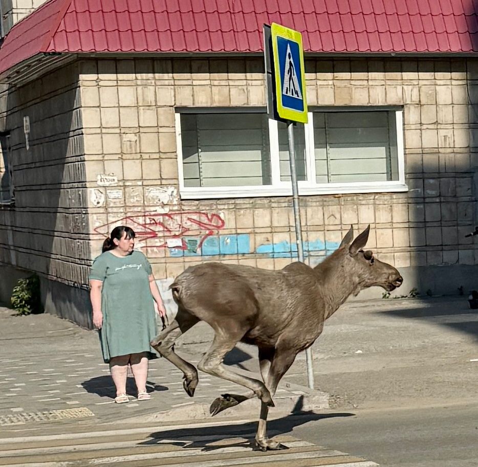 В мире животных, Город, Томские новости, интересные новости Томска сводка происшествий жесть дикие животные Три лося прогулялись по Томску