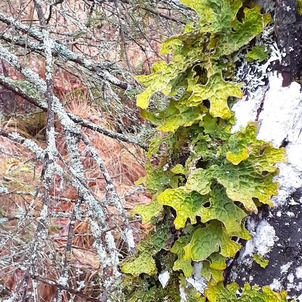 Город, Природа, Томские новости, лобория лёгочная Lobaria pulmonaria лишайник Красная книга России заповедник Васюганский редкие раст В заповеднике «Васюганский» нашли редкий лишайник из Красной книги