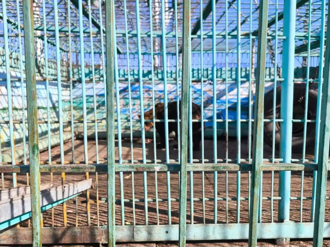 Город, Судебные дела, Томские новости, интересные новости Томска судебные дела животные томский зоопарк жесть Томска Прокуратура добилась закрытия зоопарка у томского кафе «Гоар»