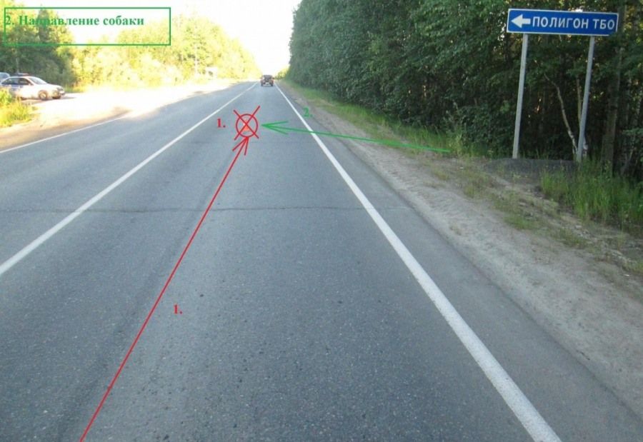 Происшествия, Томские новости, авария пострадал мотоциклист сбил собаку Мотоциклист госпитализирован после наезда на собаку в Томской области