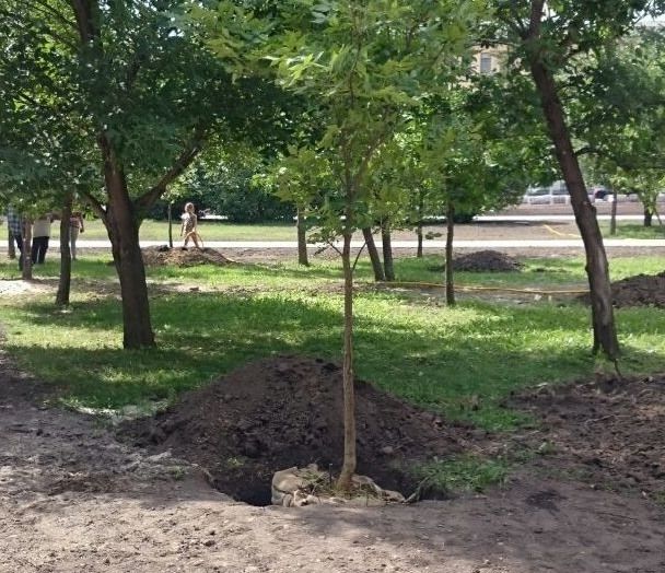 Городское благоустройство, Зелень в городе, Ново-Cоборная, Томские новости, деревья новособорная реконструкция зеленые насаждения В Томске на Новособорной высаживают деревья