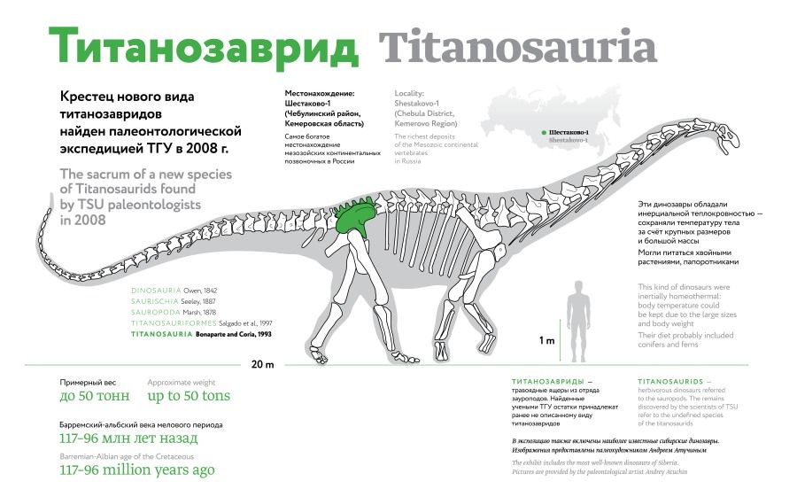 Конкурсы и акции, Образование и наука, Томские новости, титанозавр динозавр экспозиция ночь в музее В ТГУ «поселится» титанозавр
