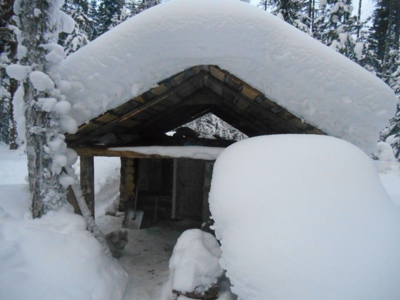 Криминал, Томские новости, охота незаконно стрелял по животным живодер убийца штраф лоси Томские полицейские задержали «серийного убийцу» лосей