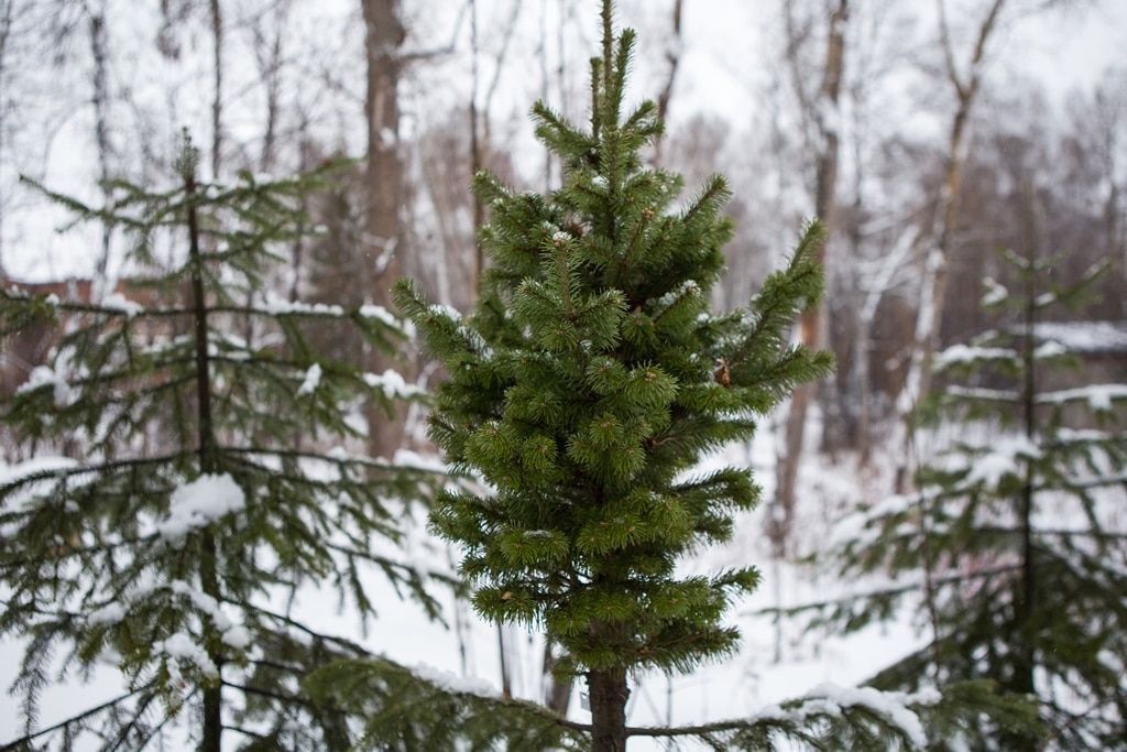 Образование и наука, Томские новости, хвоя богиня алатау новый сорт пихта ТГУ ботанический сад В Томске вывели «Богиню Алатау»