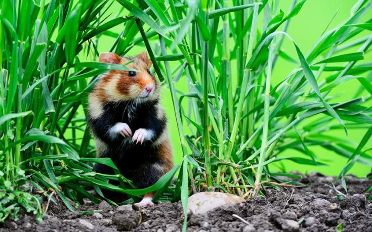 Образование и наука, Томские новости, хомяк ученые собачка изучение позвонить Томичей просят помочь в изучении диких хомяков