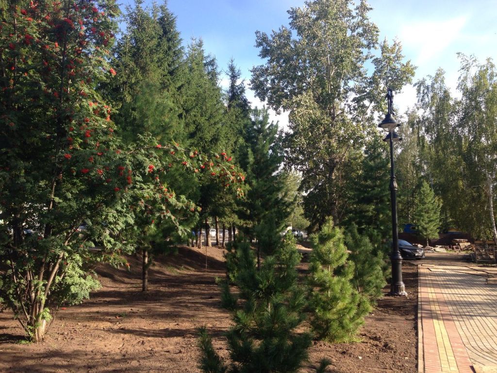 Городское благоустройство, Ново-Cоборная, Томские новости, Новосборная кедры благоустройство В Томске на Новособорной высадили кедры