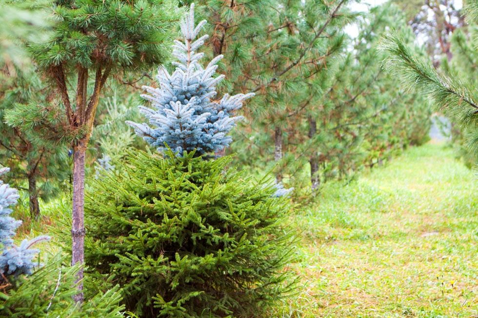 Природа, Томские новости, лес посадки природное богатство природные ресурсы В Томской области перевыполнили план по посадкам леса