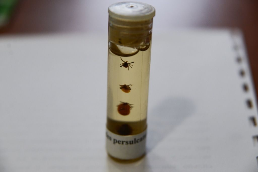 Природа, Томские новости, клещи лайма боррелиоз риккетсиоза бартонеллез анаплазмоз Биологический институт Ученые нашли семь очагов клещевых инфекций в местах отдыха томичей