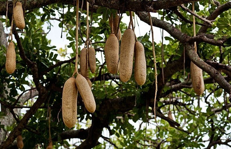 День томича, Ново-Cоборная, Сибагро, Томские новости, колбасное дерево День томича САГ Попробуй на вкус «плоды» колбасного дерева