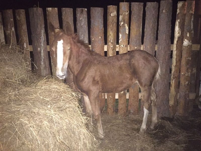 Криминал, Происшествия, Томские новости, конокрад увел коней мясо лошади конина дешево Томич украл трех лошадей и жеребенка