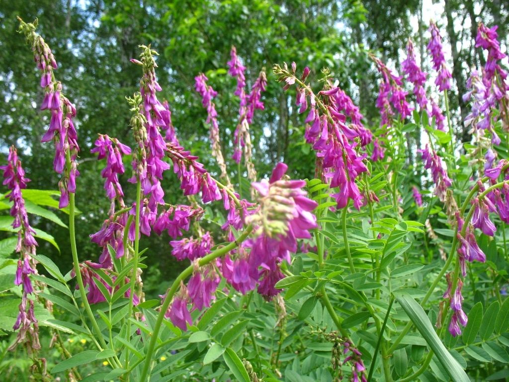 Образование и наука, Томские новости, Сибирский ботанический сад наука здоровье красный корень редкое растение ботаники красная книга лека Томские ученые «спустили» с гор краснокнижное растение