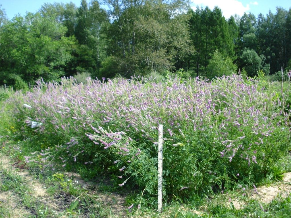 Образование и наука, Томские новости, растение ботанический сад ТГУ противовирусное средство Томские ученые адаптировали для Сибири растение, подавляющее вирусы