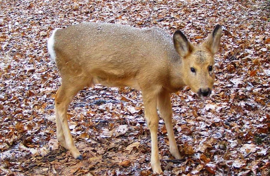 Томские новости, косуля красная книга Депутат томского сельсовета стал фигурантом уголовного дела о незаконной охоте на краснокнижную косулю