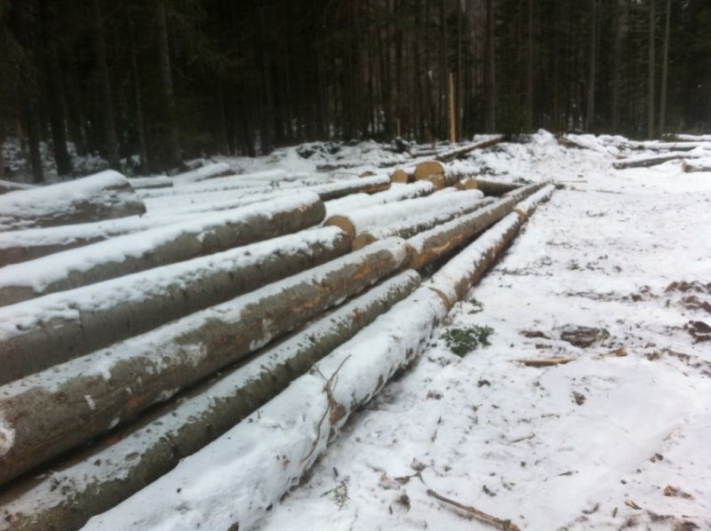 Криминал, Томские новости, Черный лесоруб кедр пихта ель срубил В Томской области задержали «черного лесоруба», срубившего деревьев на 300 тыс. рублей