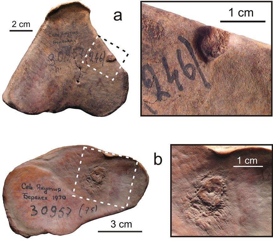 Образование и наука, Томские новости, минеральное голодание вымирание мамонты Томский ученый подтвердил гипотезу о вымирании мамонтов из-за минерального голодания
