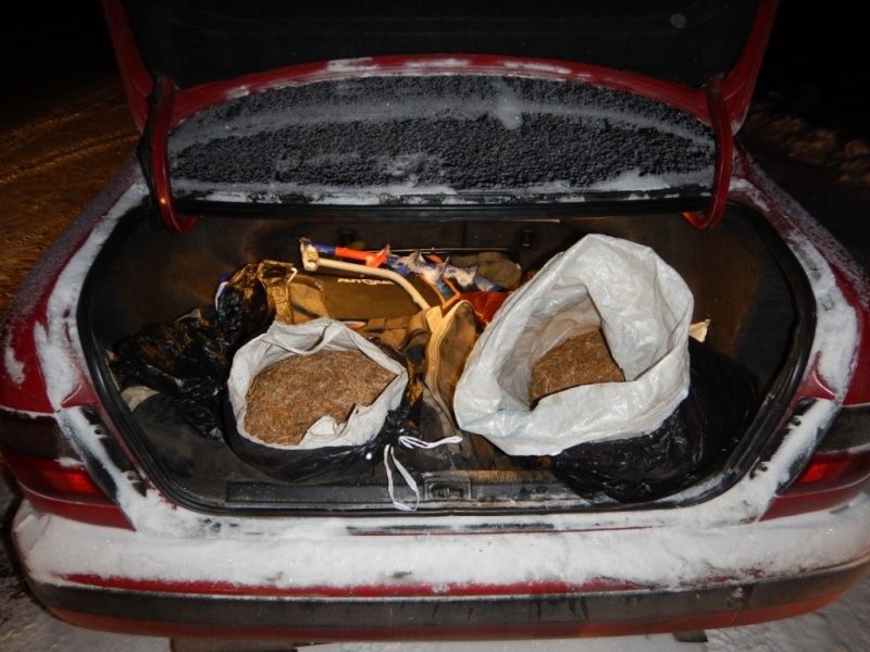 Криминал, Томские новости, наркотики марихуана конопля наркомания травка трава Житель Асино заготовил почти 1,3 кг растительных наркотиков