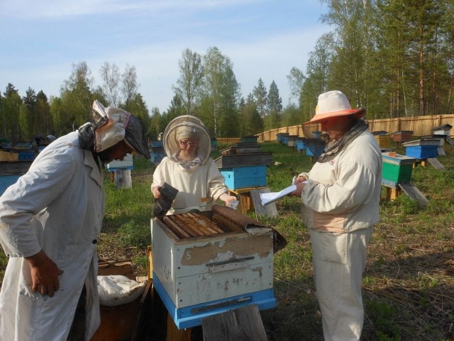 Образование и наука, Томские новости, пчелы чистая кровь среднерусская пчела пасека мед свежий томский купить недорого Томские ученые начали разводить чистопородных среднерусских пчёл