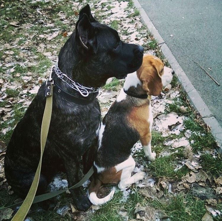 Происшествия, Судебные дела, Томские новости, пьяный натравил собака бульмастиф В Томске осудят собачника, который натравил бойцового пса на подростка