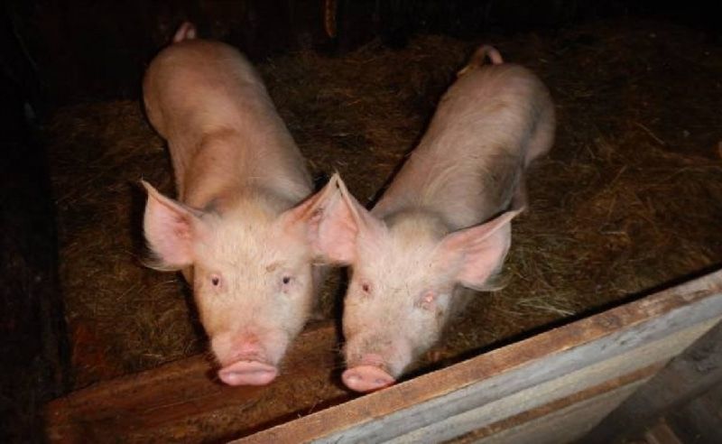 Криминал, Томские новости, кража поросята криминал В Томской области раскрыли кражу двух поросят