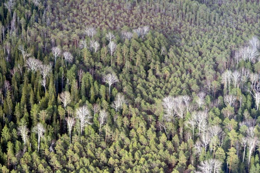 Погода и природа, Томские новости, охрана природа защита заповедник Четыре природных территории в Томской области возьмут под охрану в 2017 году