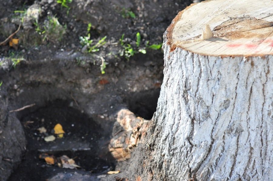 Городское благоустройство, Зелень в городе, Томские новости, тополь сносят деревья аварийные деревья СФТИ Зеленстрой В центре Томска сносят аварийные тополя