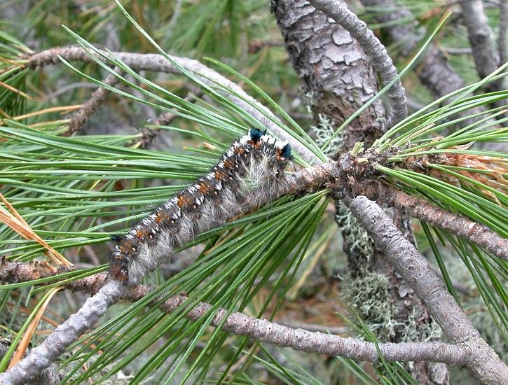 Природа, Томские новости, шелкопряд обработка лагерный сад В выходные Лагерный сад Томска обработают от шелкопряда