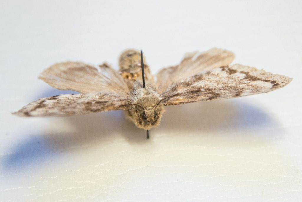 Образование и наука, Природа, Томские новости, шелкопряд лес сохранить защита Летом размножение сибирского шелкопряда может достигнуть пика - томские ученые