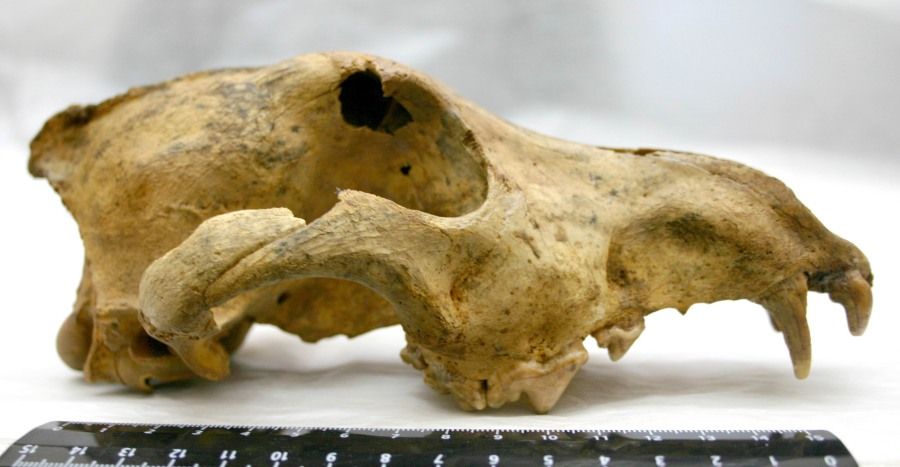 Образование и наука, Томские новости, ученые собаки образование наука происхождение псов Томский ученый поможет выяснить, когда и как волк превратился в собаку