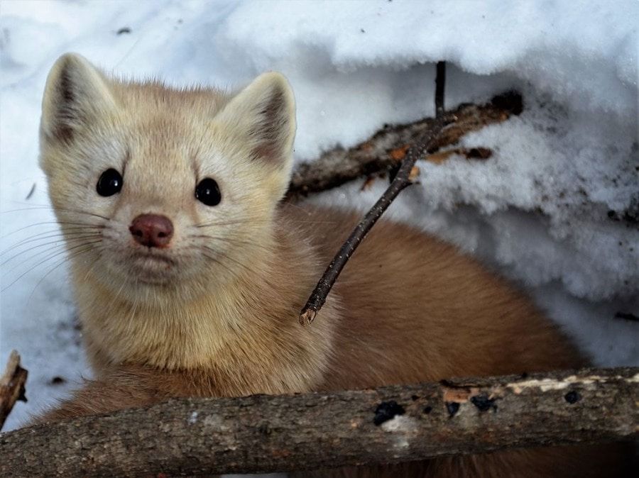 Образование и наука, Томские новости, ученые соболь образование Биологический институт Численность соболя в Томской области достигла исторического максимума - ученые