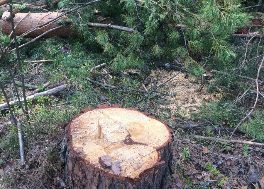 Криминал, Томские новости, прокуратура сосны вырубили черные лесорубы Неизвестные вырубили более трех десятков 70-летних сосен в томском урочище
