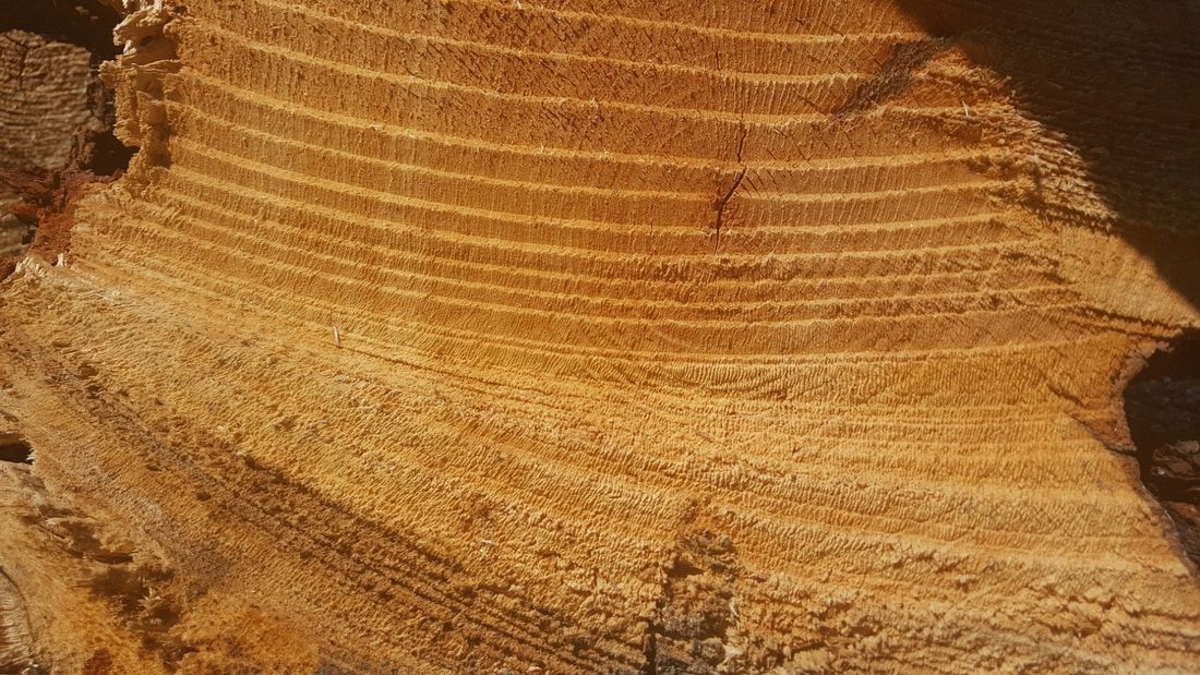 Образование и наука, Природа, Томские новости, ДНК наука вырубка борьба с лесорубами Томские лесники будут бороться с «черными лесорубами» методом ДНК-анализа древесины