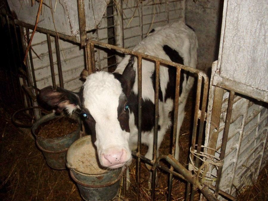 Образование и наука, Томские новости, анаболики качаться фитогормоны добавка привес чтобы телята росли Do4a Томские ученые создали анаболическую добавку с фитогормонами