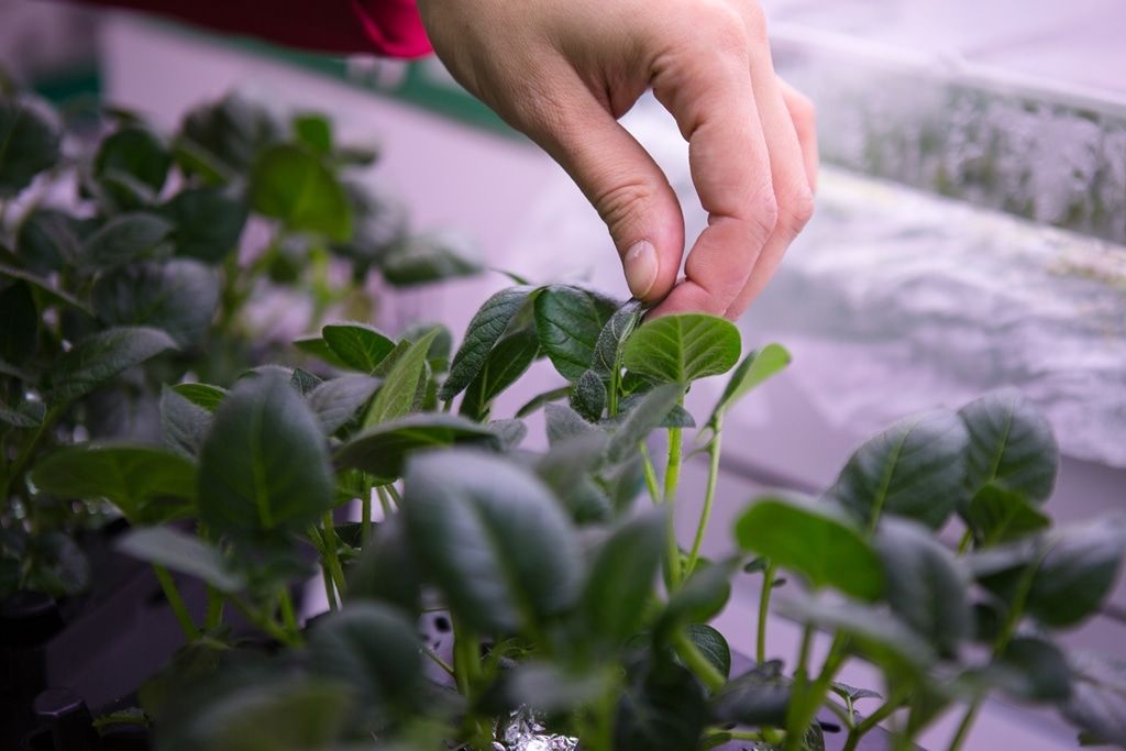 Образование и наука, Томские новости, образование БИ ТГУ биологи гормоны Томские ученые научились защищать растения от накопления тяжелых металлов