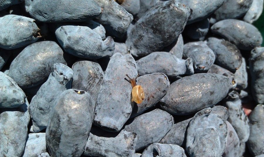 Отдых, Томские новости, праздник жимолости Бакчар областной праздник жимолость В субботу в Томской области пройдет «Праздник жимолости»